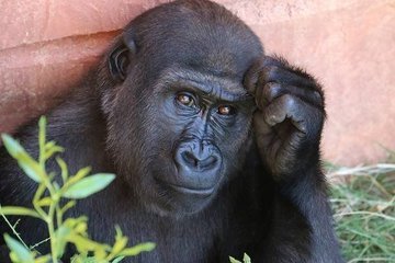 Если люди эволюционировали от обезьян, почему обезьяны все еще существуют?