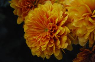 Хризантемы ускорили рост в торфяной смеси — агрономы