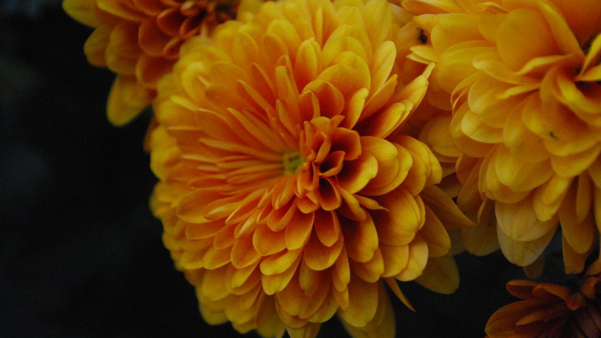 Хризантемы