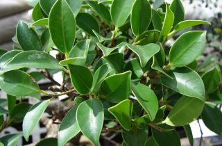 Фикус лировидный сбрасывает листья при нехватке света — ботаники