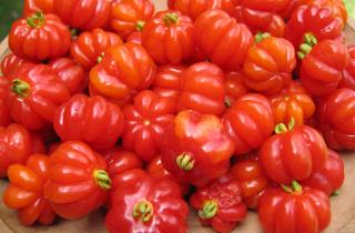 Томаты Монгольский карлик растут без пасынкования и подвязки — садовод Громова