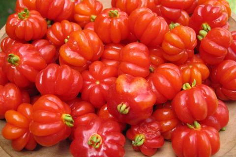 Томаты Монгольский карлик растут без пасынкования и подвязки — садовод Громова