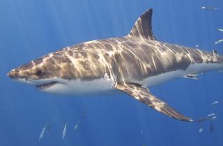 Каникулы обернулись кошмаром: вот как 15-летняя россиянка получила травму прямо во время купания