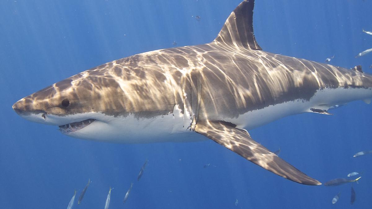 Большая белая акула под водой