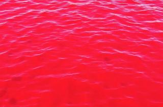 Алый цвет Галилейского моря вызван водорослями — экологи