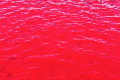 Алый цвет Галилейского моря вызван водорослями — экологи