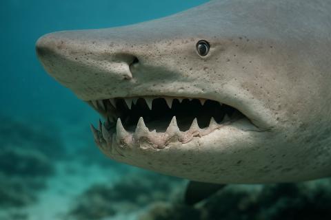 Пострадавшему серферу наложили более двадцати швов — медики