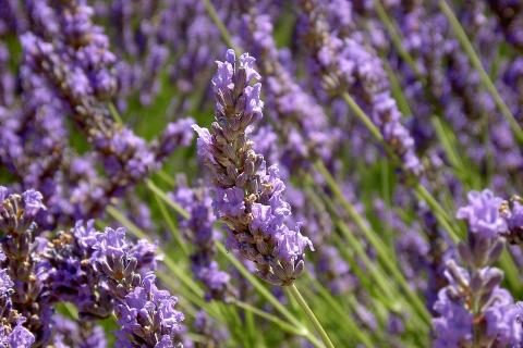 Английский сад требует сочетания мягких фактур и природных красок — садоводы