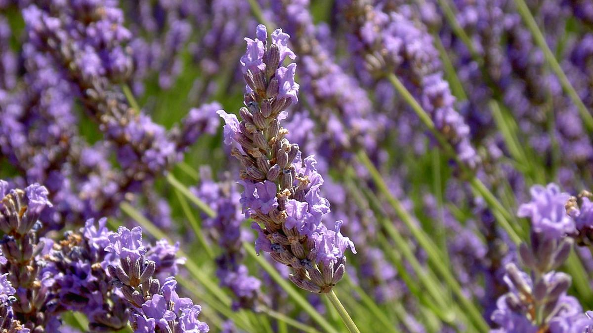 Лаванда