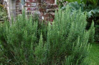 Розмарин теряет листья из-за недостатка света — агрономы