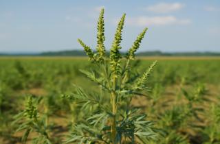 Амброзия вызывает массовые сезонные аллергии в конце лета — агрономы