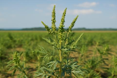 Амброзия вызывает массовые сезонные аллергии в конце лета — агрономы