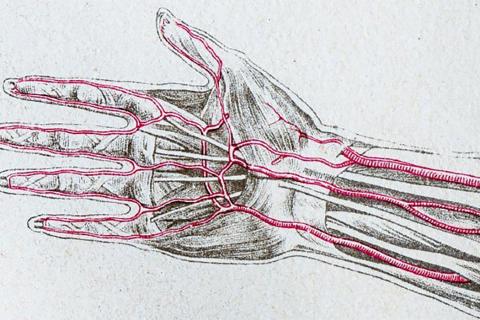 Исследование: висцеральный и печёночный жир увеличивают риск инсульта и инфаркта независимо от ИМТ