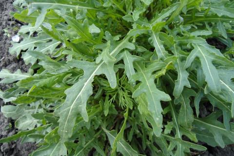 Рукола вырастает на подоконнике за 3 недели — агрономы