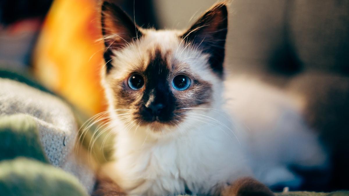 Белый кот с чёрной мордой Белый кот с чёрной мордой