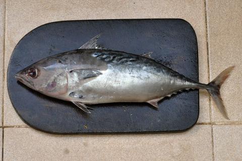 Двойная обёртка создаёт эффект томления при запекании тунца — Едим Дома