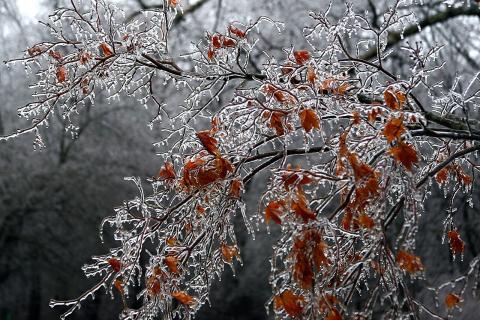 Бесснежные зимы усиливают промерзание корней растений — Антонов сад