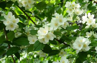 Арабский жасмин очищает воздух в доме — ботаники