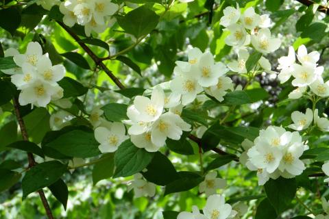 Арабский жасмин очищает воздух в доме — ботаники