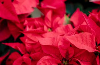 Зимний кактус сбросил бутоны из-за краткой ночи — агрономы