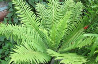Полив холодной водой вызывает у папоротника гниль корней — садоводы