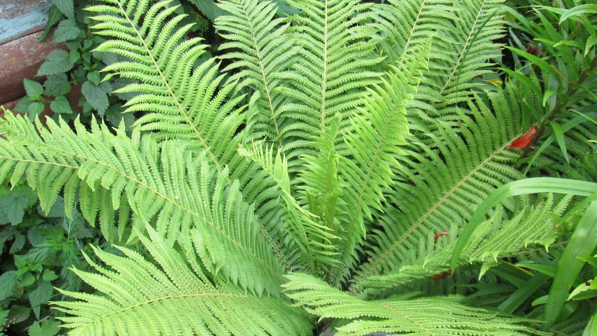 Папоротник