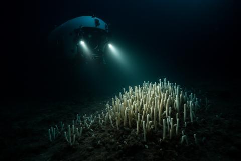 Euroatlas представила робота-акулу для защиты подводных кабелей — Новая Наука