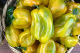 Универсальные сорта перца стабильно плодоносят в средней полосе — Огород