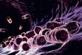 Хорошие новости: космические бактерии пока нас не убьют Хорошие новости: космические бактерии пока нас не убьют
