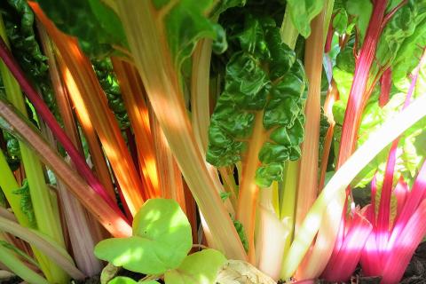 Мангольд позволяет собирать листья до заморозков — Огород