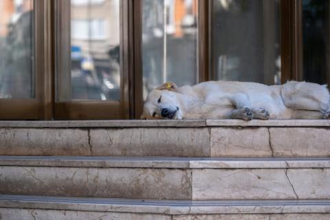 Стая из теней выходит на тест: Красноярск проверит на агрессию 1200 бездомных собак после трагедии в регионе