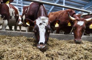 Парфенчиков: в 2026 году Карелия получит 89 млн рублей на поддержку сельского хозяйства