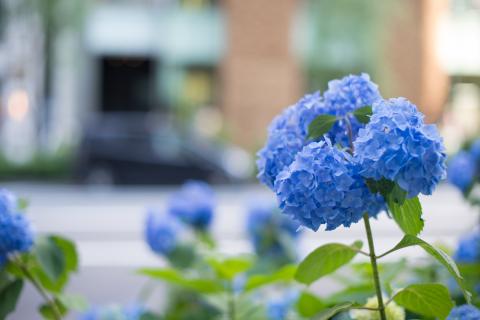 Гортензии сохраняют форму до года при медленной сушке в воде — флористы