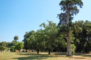 Новые сорта кипариса устойчивы к морозу — агрономы