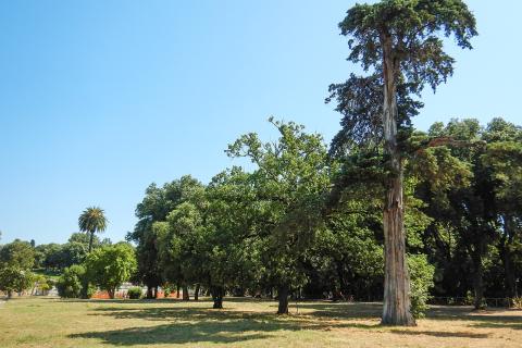 Новые сорта кипариса устойчивы к морозу — агрономы