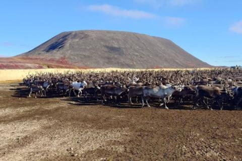 На Ямале водителей предупредили об усиленной миграции диких оленей на дороги — департамент транспорта