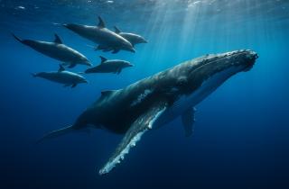 Дельфины доказали, что дружба замедляет старение — Nature Communications Biology