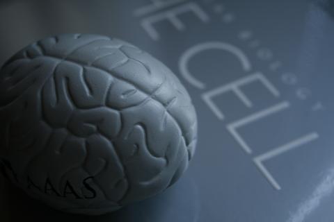 Как мозг обучается: неожиданные результаты исследований