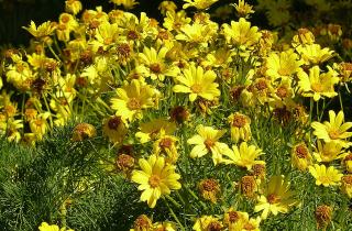 Кореопсис выдержал длительную засуху — агрономы