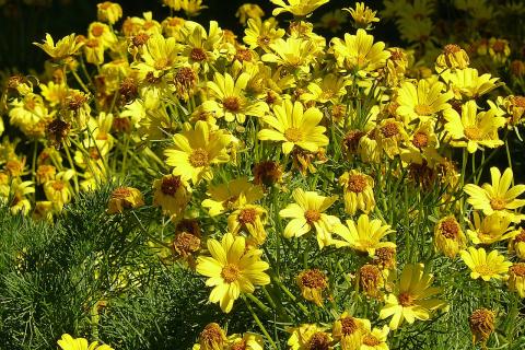 Кореопсис выдержал длительную засуху — агрономы