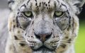 11 поразительных фактов об исчезающей дикой природе Земли 11 поразительных фактов об исчезающей дикой природе Земли