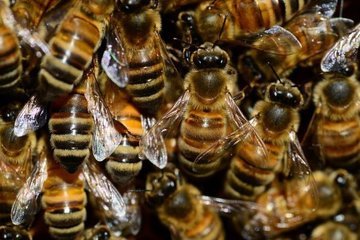В Минсельхозе рассказали о гибели почти 40 тысяч пчелосемей