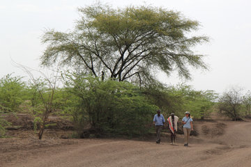 В Эфиопии за  день высадили свыше 350 миллионов деревьев