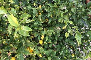 Недостаток железа вызвал хлороз у цитрусовых — агрономы