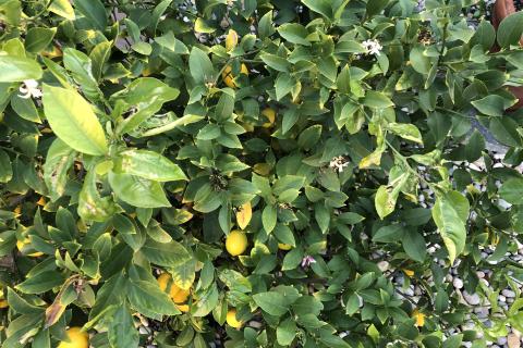 Недостаток железа вызвал хлороз у цитрусовых — агрономы