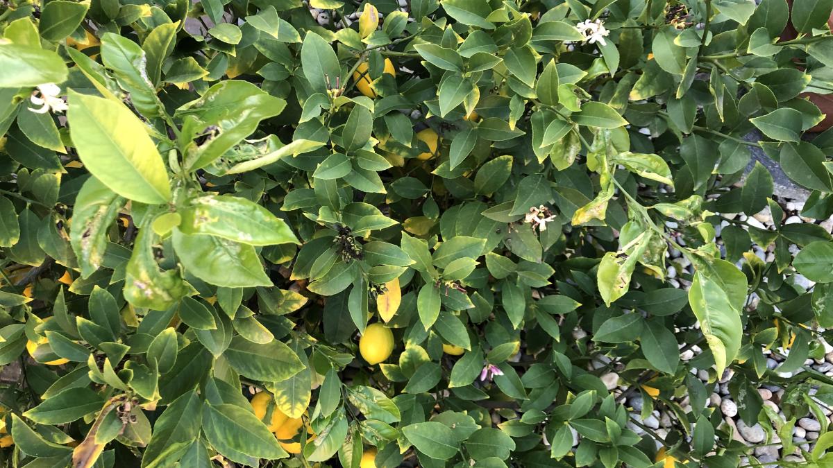 Пожелтевшие листья лимона