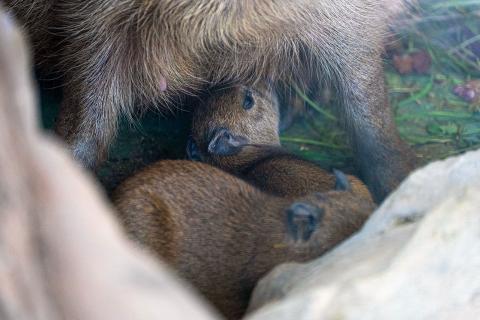 Электроснабжение зоопарка приостановлено из-за экстремального холода — Карельский зоопарк