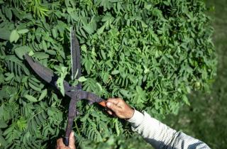 Живые изгороди используют как бюджетную альтернативу заборам — RHS