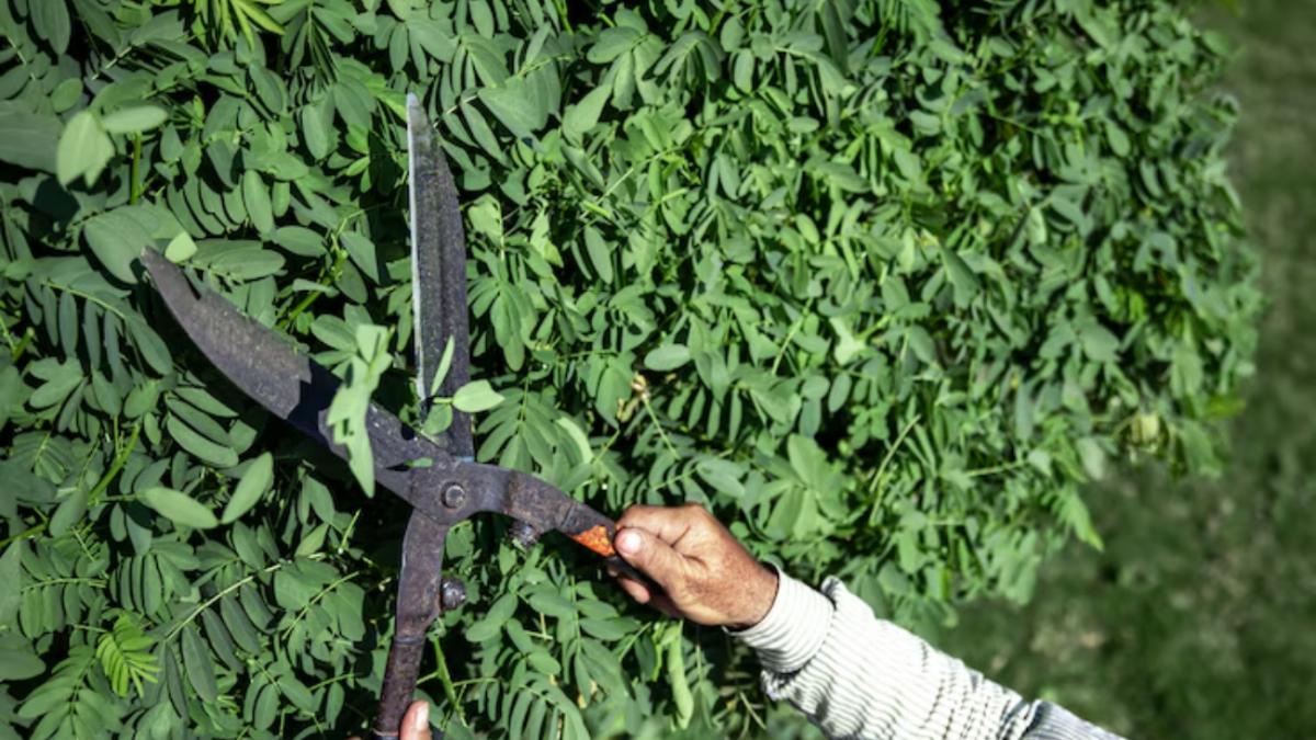 Как подстригать живую изгородь