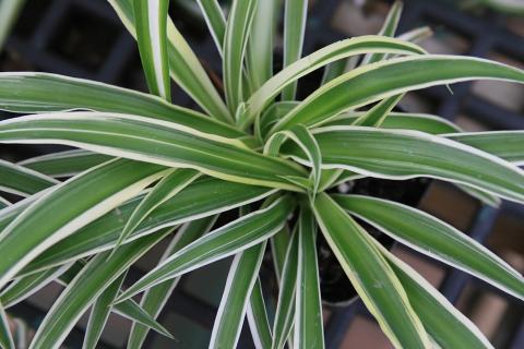 Хлорофитум желтеет при температуре выше +18 °C — цветоводы